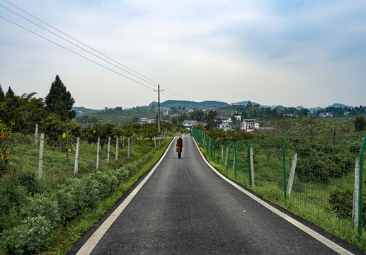 沃柑果园