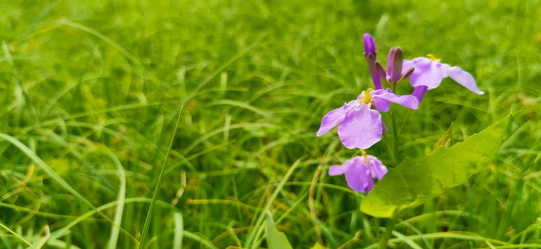 诸葛菜