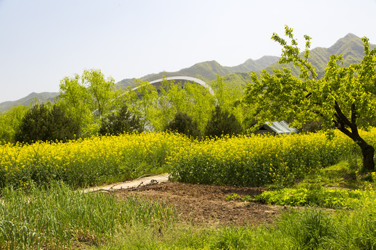 秦岭山