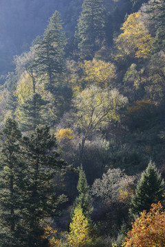 秋色光影森林