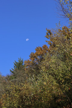 蓝天月亮高山树林