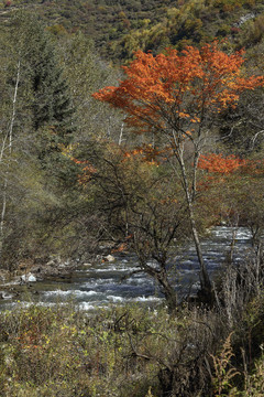 河流光影树林秋色自然景观