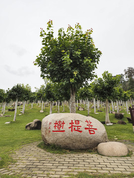 菩提树