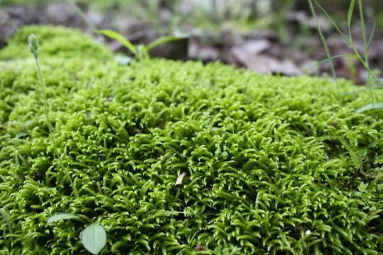 苔藓