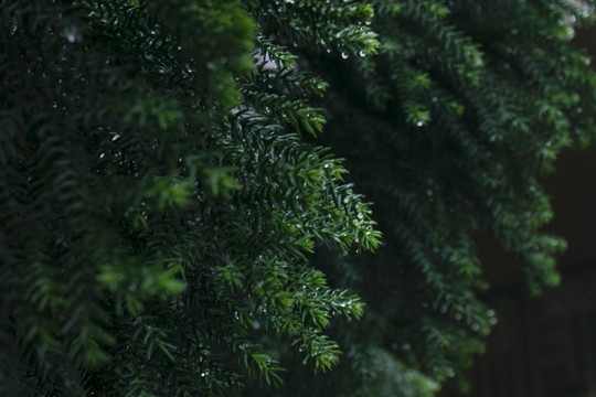 雨后松树