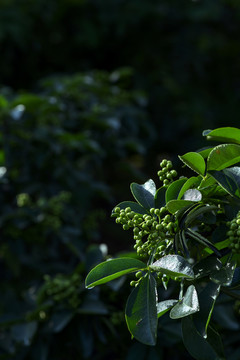 高清花椒素材