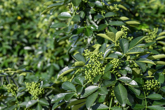 高清花椒素材