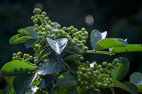 高清花椒素材