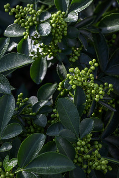 高清花椒素材