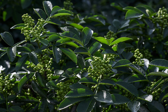 高清花椒素材