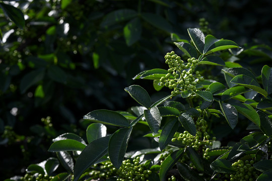 高清花椒素材