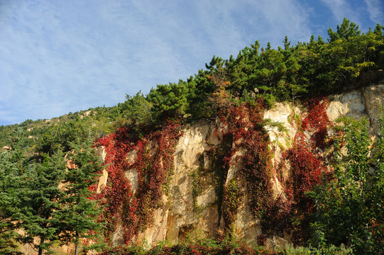 山体恢复植被