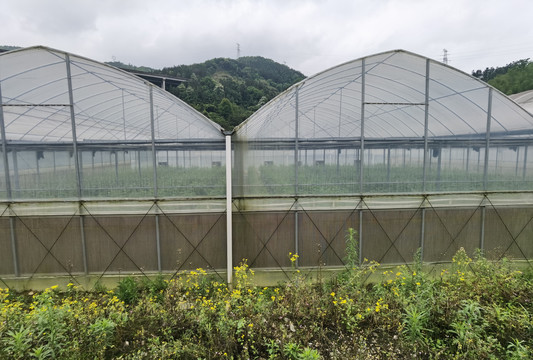 延平大棚蔬菜基地