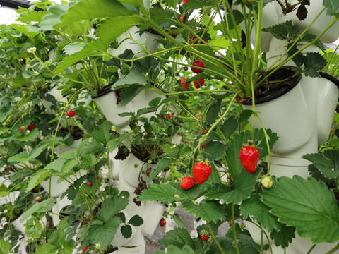 延平大棚番茄种植