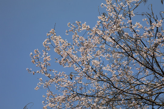 大山里的野樱花