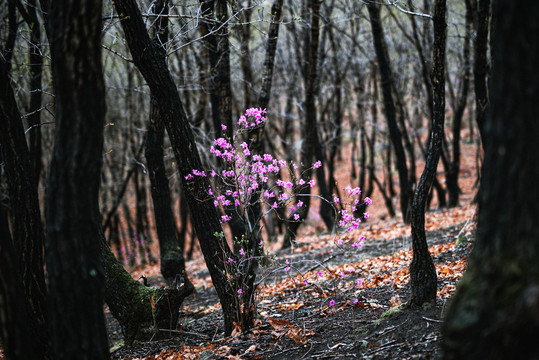 杜鹃花