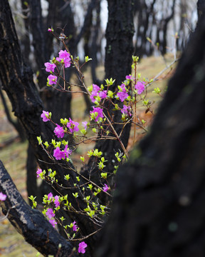 杜鹃花