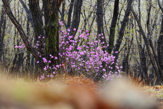 杜鹃花