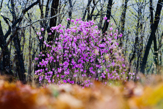 杜鹃花