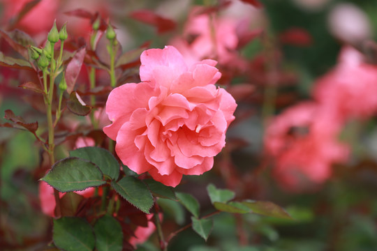 月季花特写