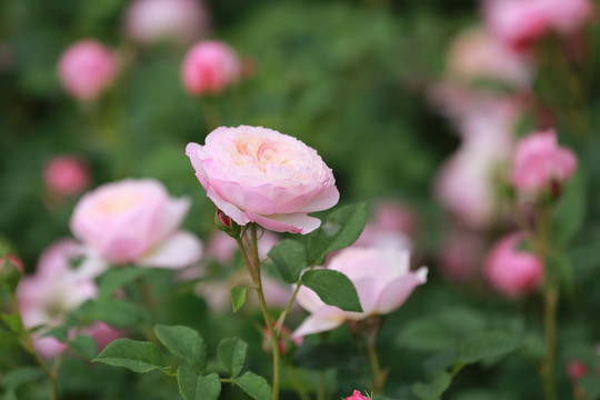 红色月季花
