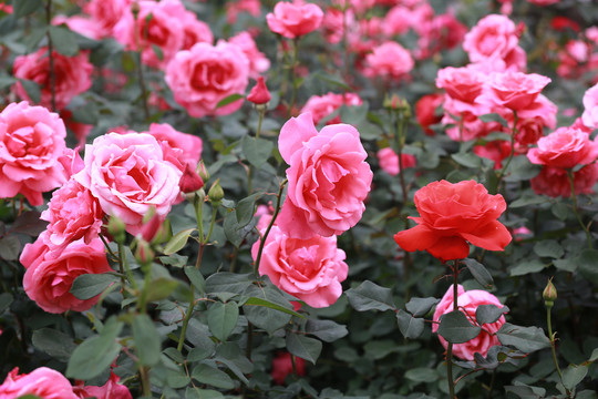 月季花