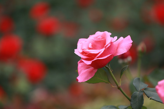 月季花