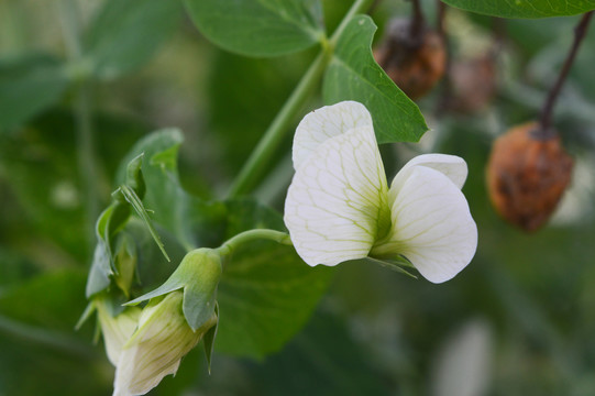 白色豌豆花摄影图