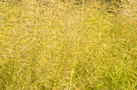 黄油菜