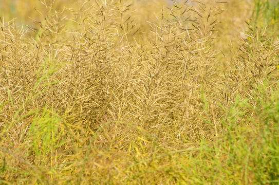 油菜