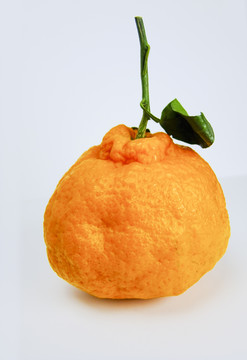 丑橘