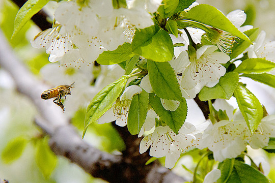 花开蜜蜂采蜜忙