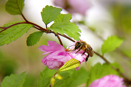 花开蜜蜂采蜜忙