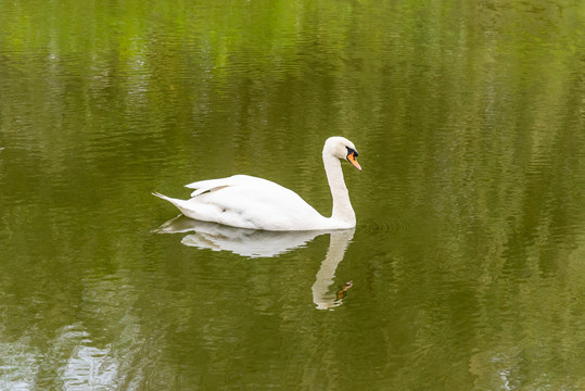 湖里的白天鹅