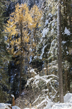 光影森林雪景