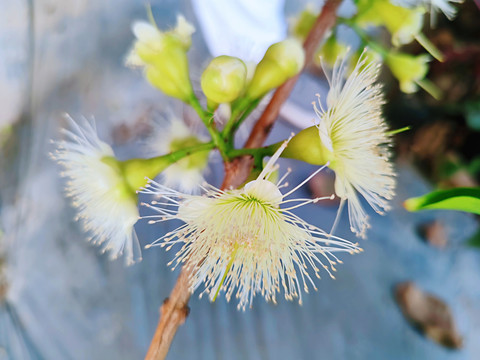 莲雾花