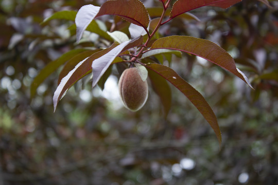 桃子树