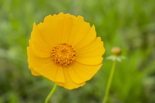 金鸡菊