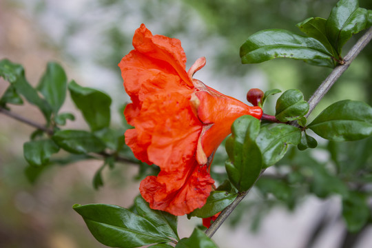 石榴花