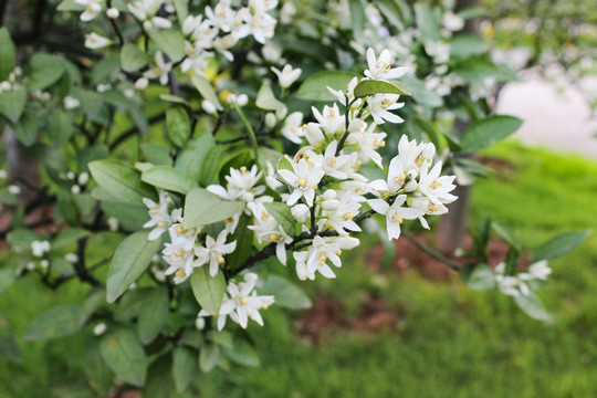 橘子花