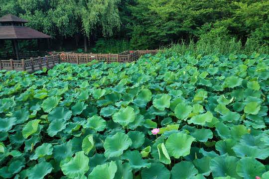 公园夏日荷花池