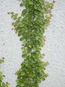 薜荔绿植背景墙