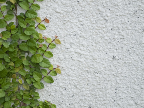 薜荔绿植背景墙