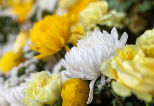 五台山寺庙鲜花清明节菊花