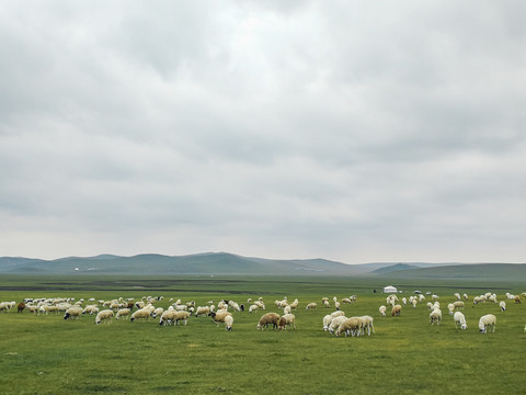 草原羊群牧场蒙古包