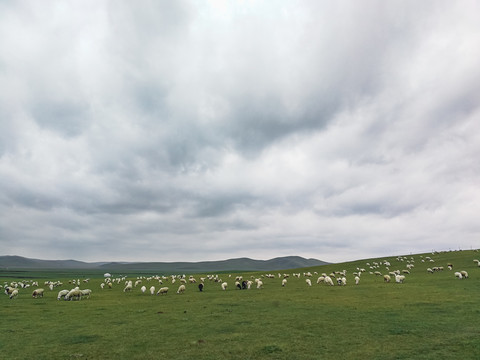 草原羊群放牧吃草