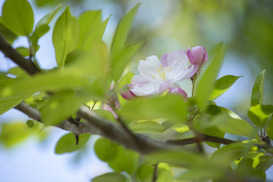 漂亮的西府海棠花