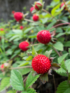 红色的蛇莓果