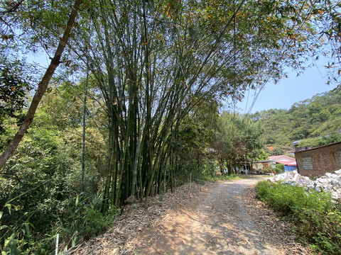 乡村小路