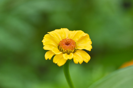 黄色的百日菊